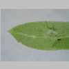 Leaf Apex 40er 01.jpg